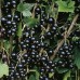 Касис (Ribes nigrum) - черно френско грозде