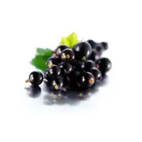 Разсад Касис (Черно Френско Грозде) Ribes nigrum