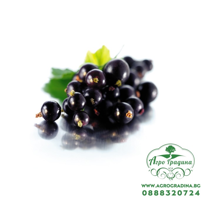 Разсад Касис (Черно Френско Грозде) / Ribes nigrum