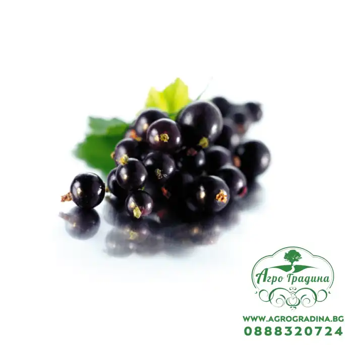Разсад Касис (Черно Френско Грозде) Ribes nigrum