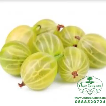 Разсад цариградско грозде (Бодливото грозде)