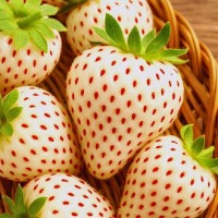 Разсад БЯЛА Ягода сорт White wonder