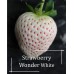 Разсад БЯЛА Ягода сорт White wonder