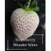 Разсад БЯЛА Ягода сорт White wonder