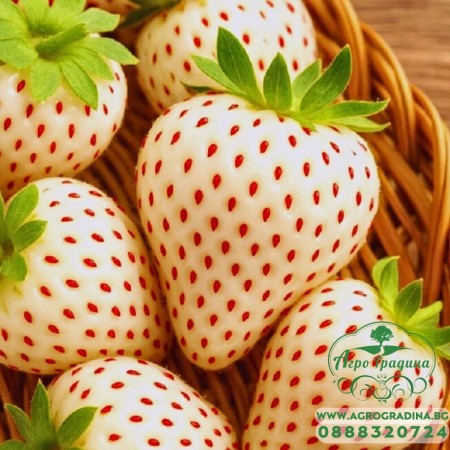 Разсад БЯЛА Ягода сорт White wonder