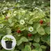 Ягоди в саксия сорт Александрия Fragaria vesca Alexandria