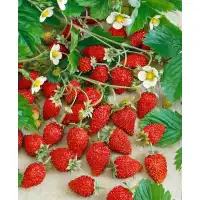 Ягоди в саксия сорт Александрия Fragaria vesca Alexandria