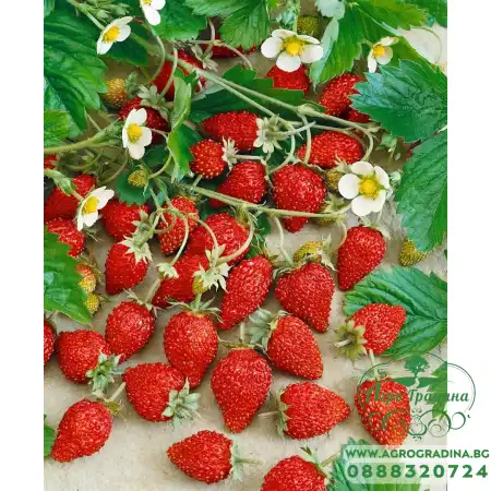 Ягоди в саксия сорт Александрия Fragaria vesca Alexandria