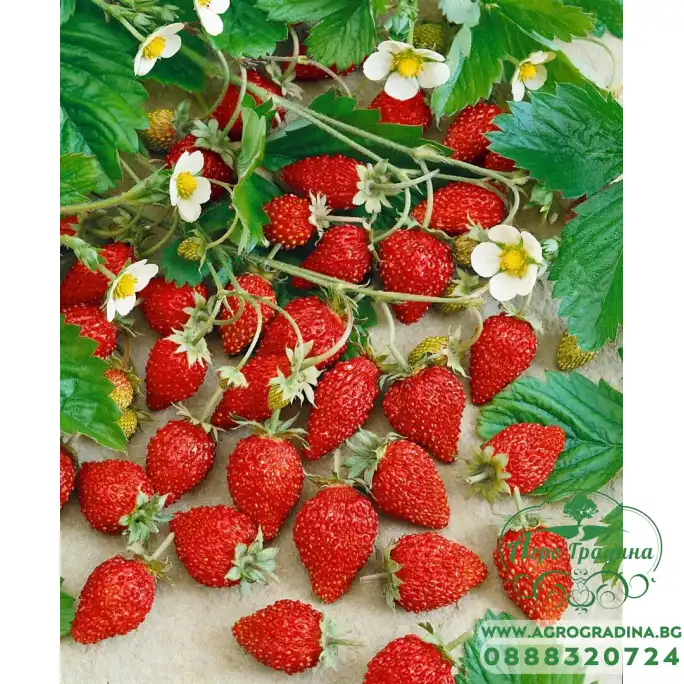 Ягоди в саксия сорт Александрия Fragaria vesca Alexandria