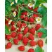 Ягоди в саксия сорт Александрия Fragaria vesca Alexandria