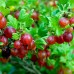 Разсад цариградско грозде червено (Бодливото грозде)