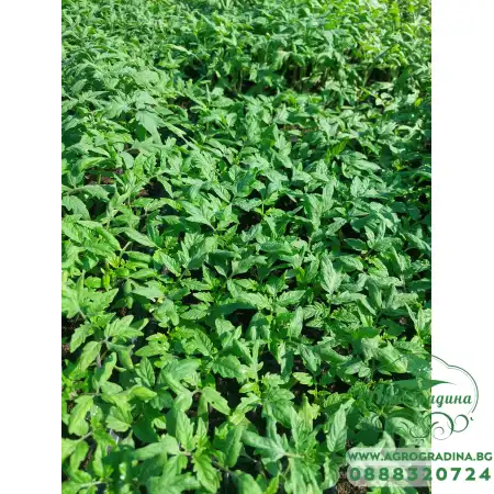 Разсад за Домати Ръгби F1 - Тарелка 72 броя