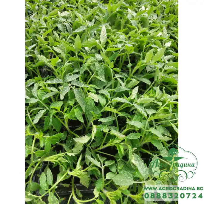 Разсад за Домати Розова Магия - Тарелка 72 броя Разсад за Домати Розова Магия - Тарелка 72 броя