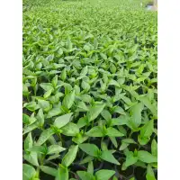 Разсад за пипер Хисарска капия - табла 128 гнезда