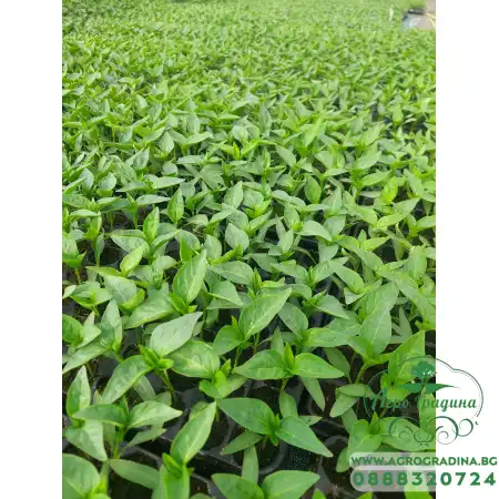 Разсад за пипер Хисарска капия - табла 128 гнезда