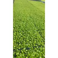 Разсад от Салата Фънфикс - табла 200 броя