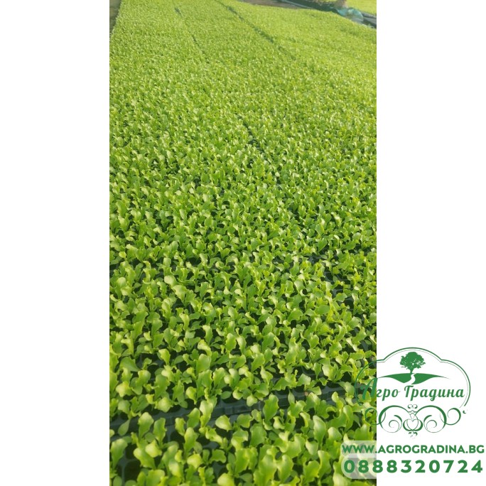 Разсад от Салата Фънфикс - табла 200 броя 