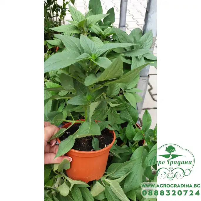 Разсад Салвия с аромат на ананас