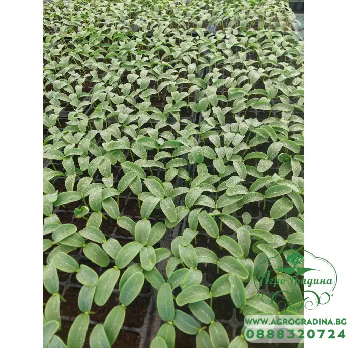 Разсад за японски краставици Тести Кинг F1 - тарелка 72 броя Разсад за японски краставици Тести Кинг F1 - тарелка 72 броя