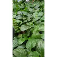 Аюга (Срещниче) Ajuga в саксия