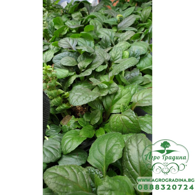 Аюга (Срещниче) / Ajuga в саксия