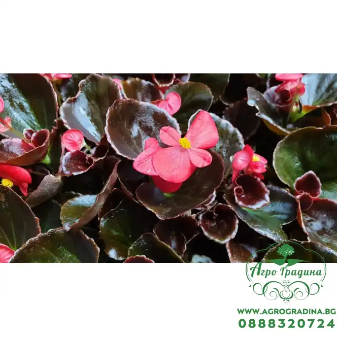 Бегония с кафяви листа в саксия - различни цветове Бегония с кафяви листа в саксия - различни цветове