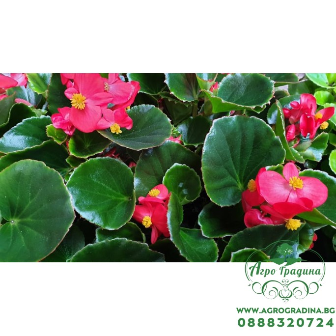 Бегония с зелени листа в саксия - различни цветове