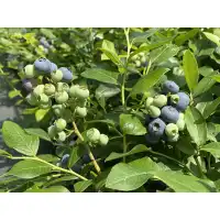 Синя Боровинка Патриот Vaccinium Patriot