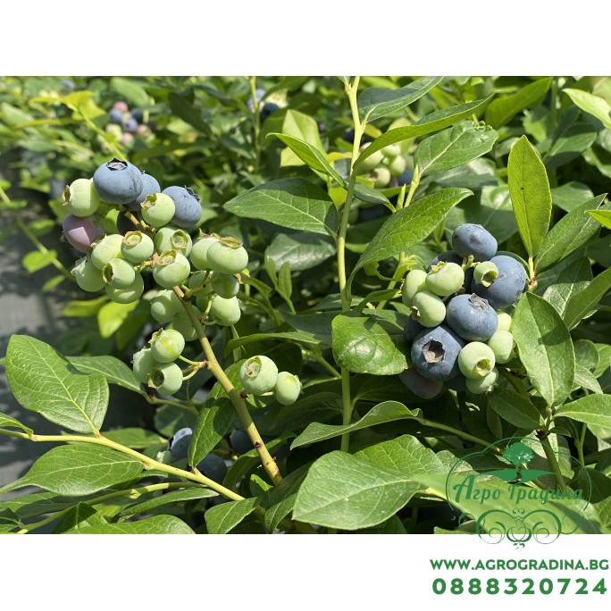 Синя Боровинка Патриот / Vaccinium Patriot