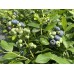 Синя Боровинка Патриот / Vaccinium Patriot