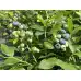 Синя Боровинка Патриот Vaccinium Patriot