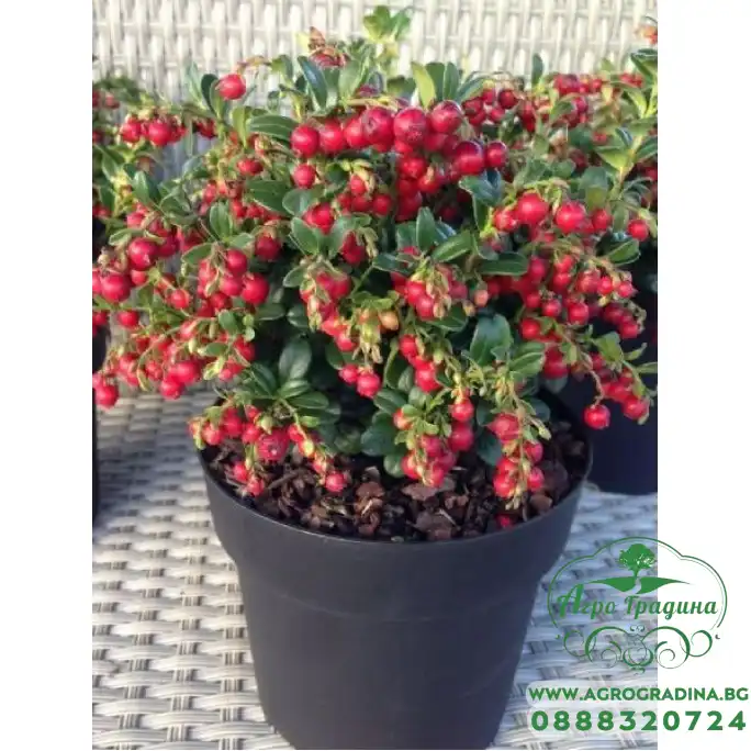 Разсад Американска Червена Боровинка Vaccinium Macrocarpon Early Black Разсад Американска Червена Боровинка Vaccinium Macrocarpon Early Black