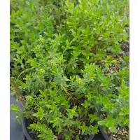Разсад Планинска Чубрица / Satureja montana