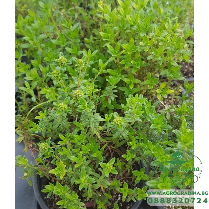 Разсад Планинска Чубрица / Satureja montana
