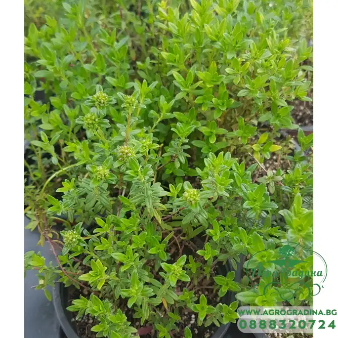Разсад Планинска Чубрица Satureja montana