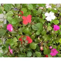 Циганче (Импатиенс) в саксия - различни цветове