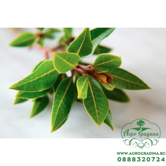 Разсад Дафинов лист (лавър, дафин) / Laurus nobilis