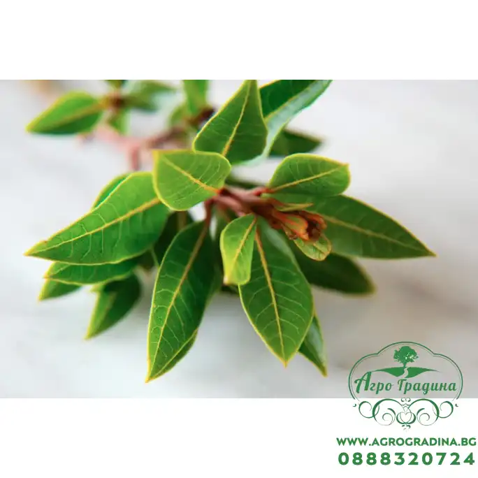 Разсад Дафинов лист (лавър, дафин) Laurus nobilis