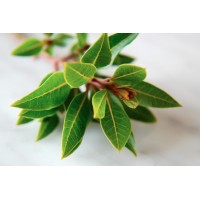 Разсад Дафинов лист (лавър, дафин) Laurus nobilis
