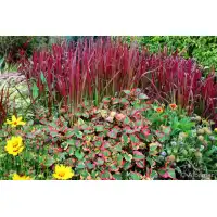 Многогодишна декоративна трева / Imperata cylindrica Red Baron
