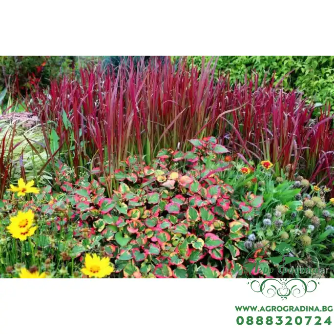 Многогодишна декоративна трева Imperata cylindrica Red Baron