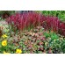 Многогодишна декоративна трева / Imperata cylindrica Red Baron