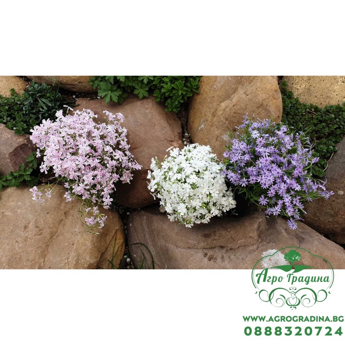 Флокс в саксия - многогодишно, каскадно и ароматно растение