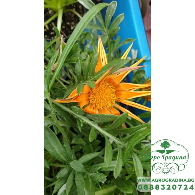 Газания Gazania rigens в саксия