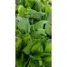 Разсад Хоста Hosta (различни цветове)