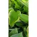 Разсад Хоста Hosta (различни цветове)