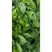 Разсад Хоста Hosta (различни цветове)