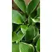 Разсад Хоста Hosta (различни цветове)