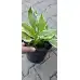 Разсад Хоста Hosta (различни цветове)