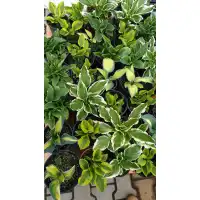 Разсад Хоста Hosta (различни цветове)